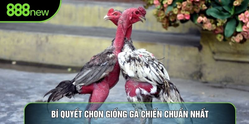 Bí quyết chọn giống gà chiến chuẩn nhất Bí quyết chọn giống gà chiến chuẩn nhất