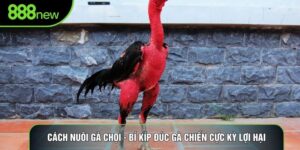 Cách Nuôi Gà Chọi - Bí Kíp Đúc Gà Chiến Cực Kỳ Lợi Hại
