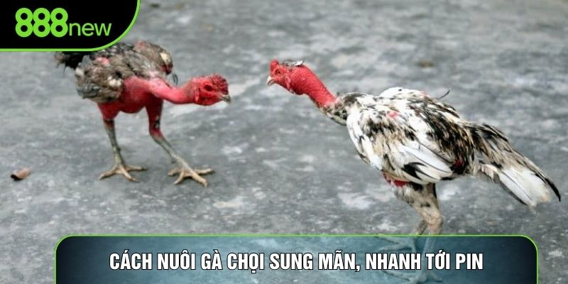 Cách nuôi gà chọi sung mãn, nhanh tới pin Cách nuôi gà chọi sung mãn, nhanh tới pin