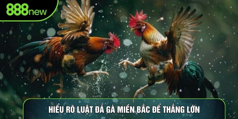 Hiểu rõ luật đá gà miền Bắc để thắng lớn