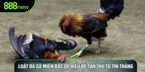 Luật Đá Gà Miền Bắc Dễ Hiểu Để Tân Thủ Tự Tin Thắng