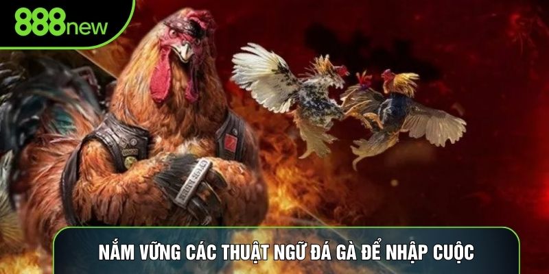 Nắm vững các thuật ngữ đá gà để nhập cuộc