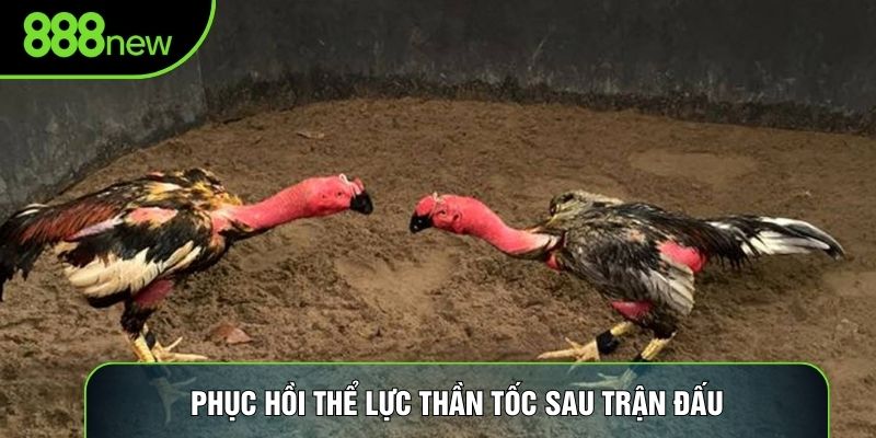 Phục hồi thể lực thần tốc sau trận đấu Phục hồi thể lực thần tốc sau trận đấu